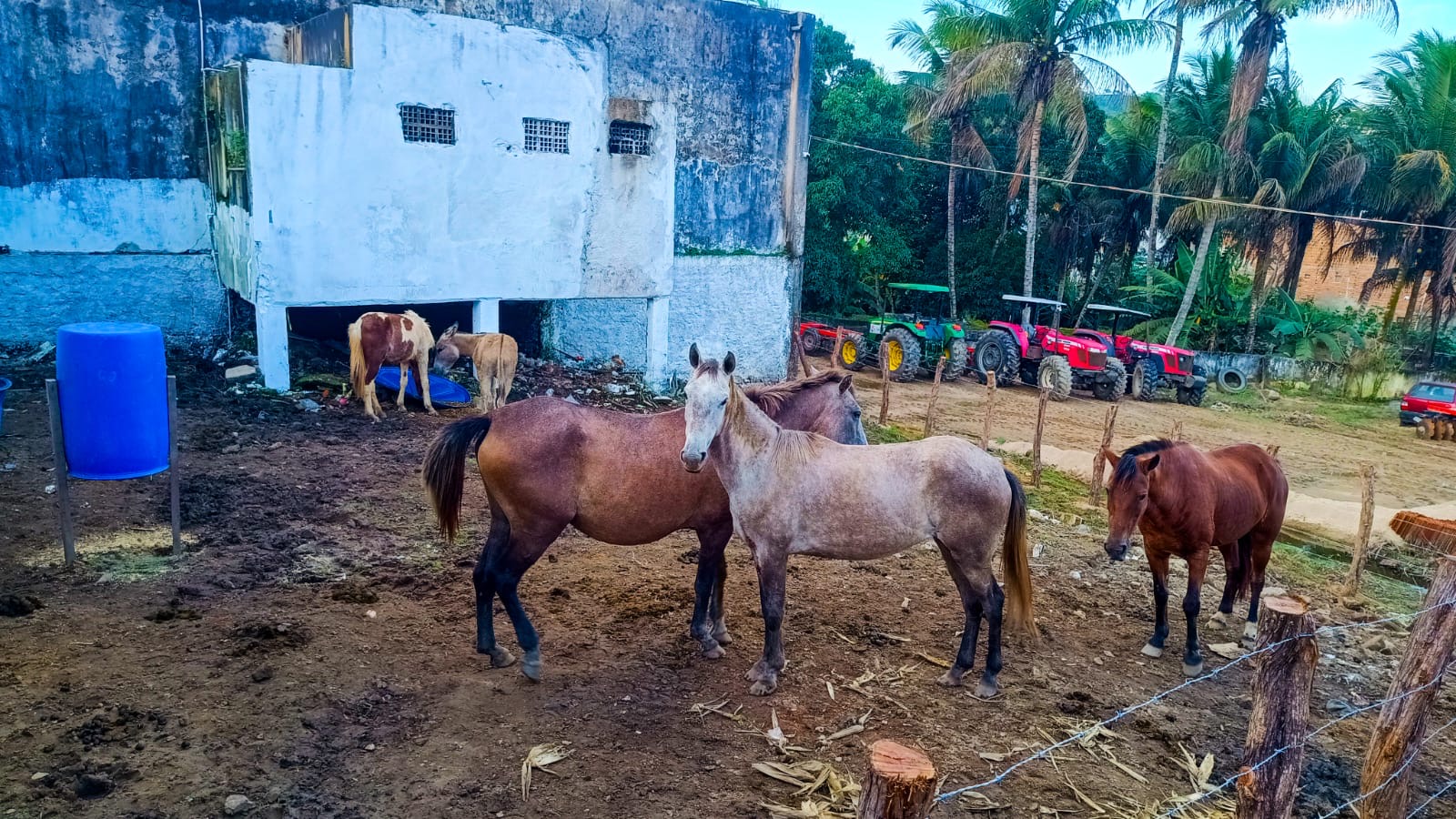 Apreensão de animais na vias públicas: Lei Municipal Nº 797/2025 já está sendo cumprida em Correntes