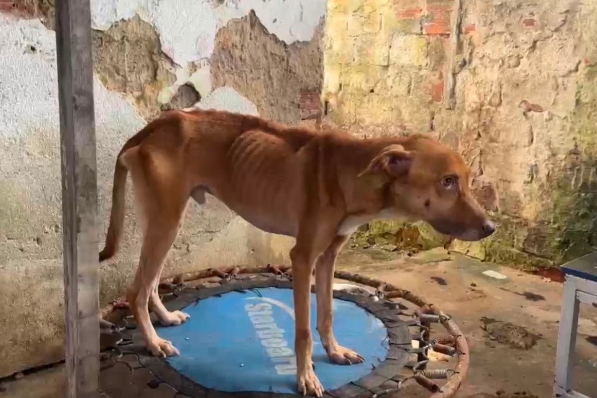 Cães e gatos são encontrados mortos e mais de 40 animais desnutridos em abrigo no Recife