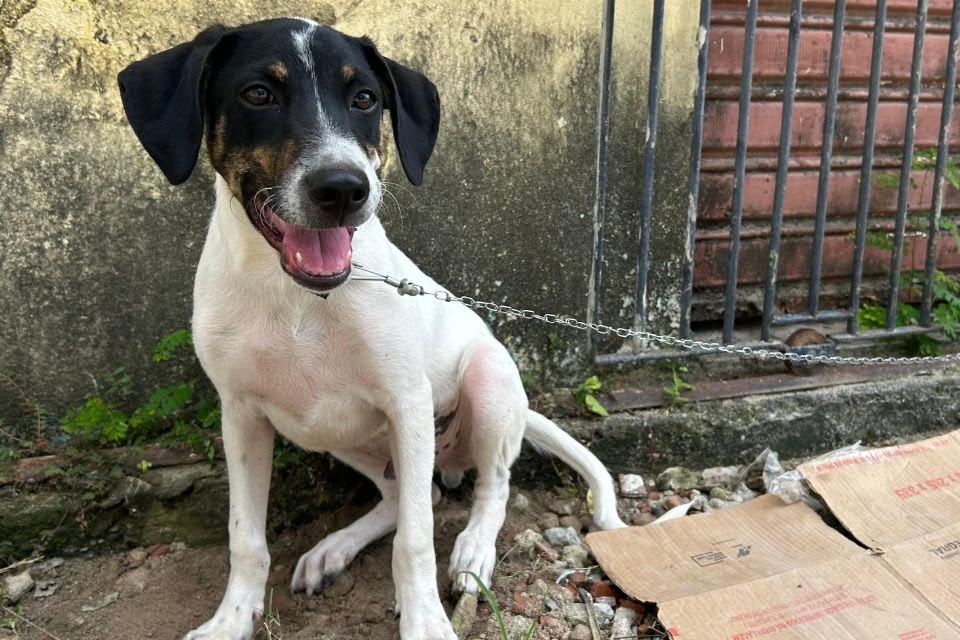 Câmara aprova Projeto de Lei que suspende CNH de motoristas que abandonarem animais na rua